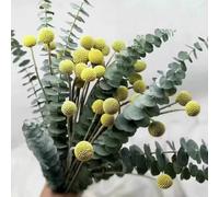 10 Pcs Dried Preserved Eucalyptus Stems&15 PcsCraspedia Dried Flowers Yellow Billy Buttons Balls, 17"Real Freshly Harvested Dry Plant Bunch Arrangements Decorate for Home Crafts, Party, Wedding
