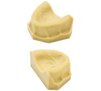 10 PCS High Simulation Plaster Dental Tooth Models Realistic Oral Tooth Molds for Educational Training