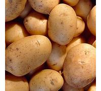10 Pcs Seed Potatoes Charlotte- High Yields- Best for Salads- RHS Award Recipient- for Your Beautiful Garden