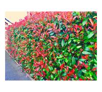 10 Photinia Red Robin Hedging Evergreen Plants 25-40cm Supplied Potted