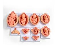 10 Pieces Human Embryonic Development Model Set, 9 Months Pregnancy/Fetal Growth Mannequins for Medical Teaching Training Research Practice Exercise