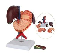 10 Scientific Human Anatomy - Hepatopancreas, Duodenum Slice Model Human Anatomy Medical Education Training Auxiliary Anatomy Biology