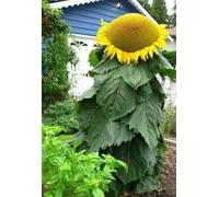 10 Seed of Mongolian Giant Sunflower