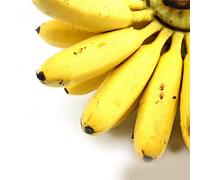 10 Seed of Musa Balbisiana Banana Plant Tropical Frost Hardy