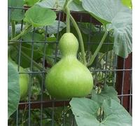 10 Seeds Birdhouse Gourd Bottle Fresh Beautiful Arts and Crafts Project