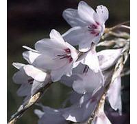 10 Seeds of Dierama Snowbells White Angels Fishing Rods Flared Milky White Bells