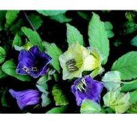 10 Seeds of Flower Cobaea Scandens Purple