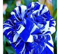 10 Seeds of Grow Rare Blue Dragon Rainbow Rose Bulb Flower Fragrance