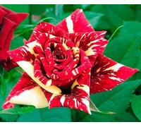 10 Seeds of Grow Rare Meteor Shower Rainbow Rose Bulb Flower Fragrance