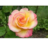 10 Seeds of Grow Rare Pink And Yellow Rainbow Rose Bulb Flower Fragrance