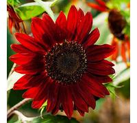 10 Seeds of Red Giant Sunflower Helianthus Annuus Garden Outdoor Flower