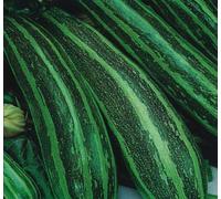 10 Seeds of Vegetable Marrow Long Green Bush