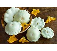 10 Seeds of White Patty Pan Squash