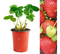 (10) Strawberry 'Cambridge Favourite' Hardy Garden Fruit Bush Plants | 9Cm Pot