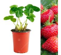 (10) Strawberry 'Hapil' Fast Growing Fruit Plant Garden Bushes | 9Cm Pot