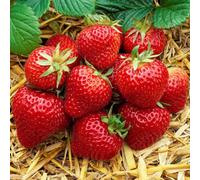(10) Strawberry 'Honeoye' Bare Root Hardy Mid Season Garden Bush Fruit Plants