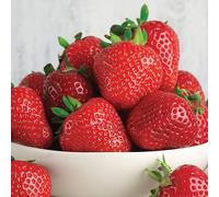 Gardeners Dream Strawberry Marshmello Bare Root - Grow Your Own Bareroot, Fresh Fruit Plants, Ideal For Uk Gardens (10 Pack)