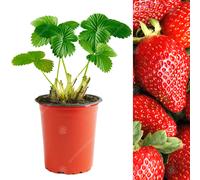 (10) Strawberry 'Sweetheart' Fast Growing Garden Bush Fruit Plants | 9Cm Pot