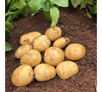 10 x Acoustic second early seed potatoes | Blight Resistant | From Pleveys Garden World
