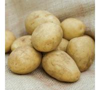10 x Casablanca First Early Seed Potatoes from Pleveys Garden World