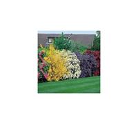 10 X High Quality Flowering Hedge Shrubs Colorful Healthy Potted Garden Plants