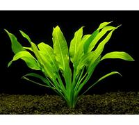 10 x Live Aquarium Plants AMAZON SWORD - ECHINODORUS BLEHERI - Fish tank swords plants