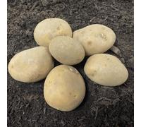 10 x Maris Piper Maincrop Seed Potatoes from Plevey's Garden World.