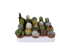 10 x Mixed Cactus Plants in 5.5cm Pots - Easy-Care Indoor Succulents