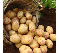 10 x Seed Potatoes King Edward - Boil, Bake or Fry - Popular Heritage Variety - Excellent for Cooking Great in Taste - For Your Beautiful Kitchen Garden