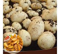 10 x Seed Potatoes - Maris Peer- Grows Wonderfully- Best for Baking, Boiling, Salads- Grow in Your Beautiful Vegetable Garden Today