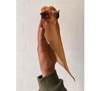 10 XL Extra Large Buffalo Beef Ears for Dogs 100% Natural Treats Chews Long Lasting 20-25 cms in Resealable Bag