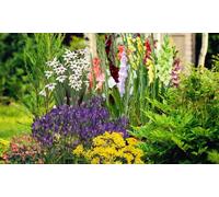 100 200 or 300 Summer Flowering Bulb Collection: 100 Bulbs