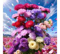 100-2000 Pcs/Pack Elegant Mixed Colour China Aster Sd. (100 PCS) | Hardy Indoor Outdoor Garden Ornamental Flower
