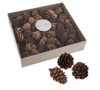 100 Bulk Box 3-5 cm Natural Pine Cones in Clear tub