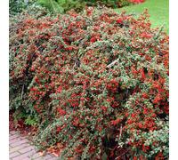 (100) Cotoneaster Horizontalis Hedging Plants 20-40Cm Berried Deciduous Hedge Potted