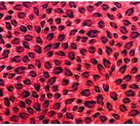 100% Cotton Poplin Fabric - Animal Leopard Print on Red - Craft Fabric Material by The Metre (CP0880RED)