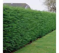 (100) Green Leylandii Hedging Plants 30-50Cm Leyland Dense Evergreen Hedge Potted
