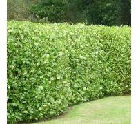 100 Griselinia Littoralis Hedging Evergreen Plants Fast Growing 25-40cm Potted