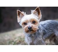 100 Jigsaw Puzzles, Yorkshire Terrier Dog 1, Home Office Decoration, DIY Toys for Kids 45.5x35.5CM