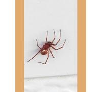 100 PAGE FALSE WIDOW SPIDER NOTEBOOK