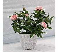 . 100 Pcs/Bag Mini Rose Miniature Rose DIY Home Garden Bright and Beautiful Potted Flowers Balcony Plant: 8