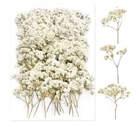 100 pcs of Dried Flowers Babys Breath with Multi-Flower buds Professionally Flattened Differ from Artificial Gypsophila White in Texture These Pressed Flowers Excel in DIY Wedding Crafts