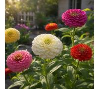 100 Pcs/Pack Mixed Colour Zinnia Sd. (200 PCS) | Elegant Bloom Heat Tolerant Outdoor Garden Ornamental Flower