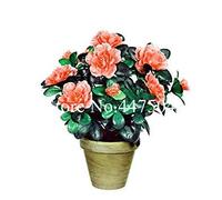 . 100 Pcs Rainbow Azalea, Indoor Tree Rhododendron Azalea Iggy Azalea Flower Looks Like Sakura Japanese Cherry Blooms Potte: 11