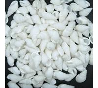 100 Pcs Small Top Rare Natural Sea Shell Conches DIY Crafts Gift for Arts Crafts,Beach Theme Party Wedding Decoration,Fish Tank Decor