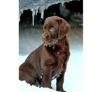 100-piece（45.5x35.5cm） Puzzle Toy Animal: Canadian Chocolate Labrador Retriever Pet Dog Puzzle, Family Game