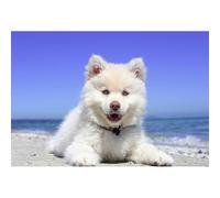 100-piece（45.5x35.5cm） Puzzle Toy Animal Japanese Domestic Silver Fox Dog for Adults and Teenagers, Small Dog Puzzle, Family Game Wall Decoration