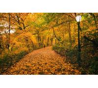 100 Piece Challenge Jigsaw Puzzle for Adults and Kids, Trees, New York, Benches, Central Park, United States 45,5x35,5CM