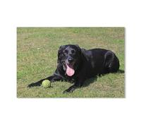 100 Piece Jigsaw Puzzle for Adults，Black Labrador，Puzzle - for Adults Teens Educational Toys Gifts 45,5x35,5CM