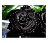100 Piece Puzzles, Black Rose Jigsaw Puzzle - Every Puzzle Piece is Unique - Free Puzzle Poster - Jigsaw Puzzles for Adults 45.5x35.5CM